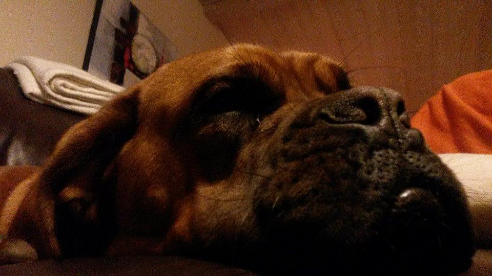 Dogue de bordeaux Ayka/future billede 11