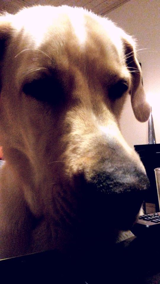 Blanding af racer Balou/Nanoq billede 22