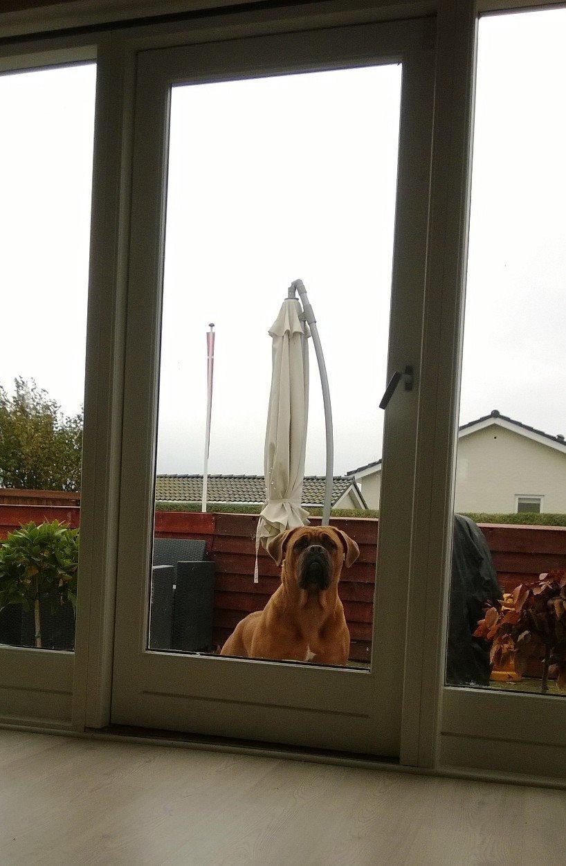 Dogue de bordeaux Ayka/future billede 13