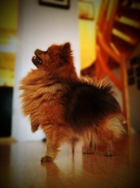 Pomeranian Topsy's Addie R.i.p billede 21