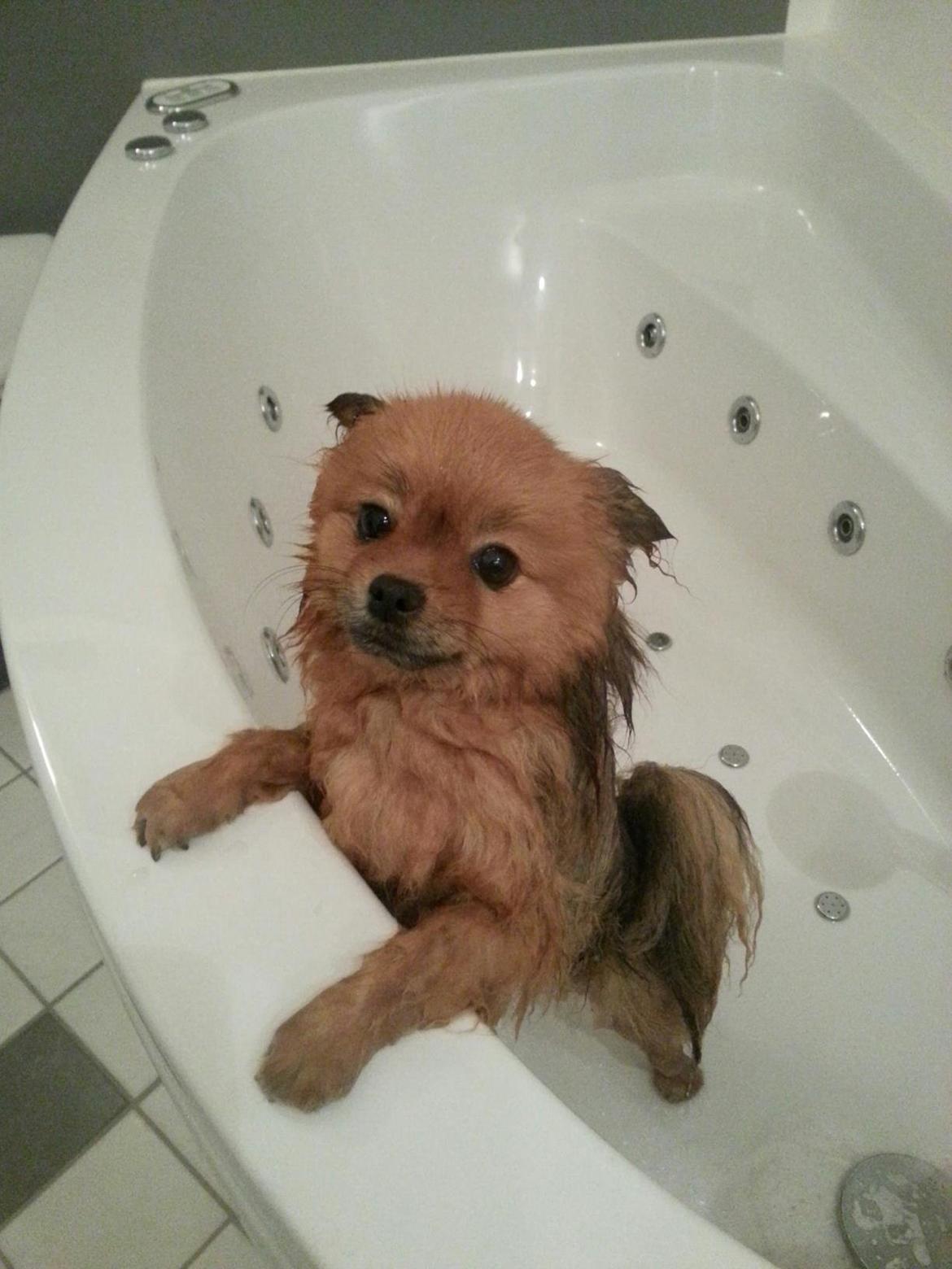 Pomeranian Topsy's Addie R.i.p billede 22