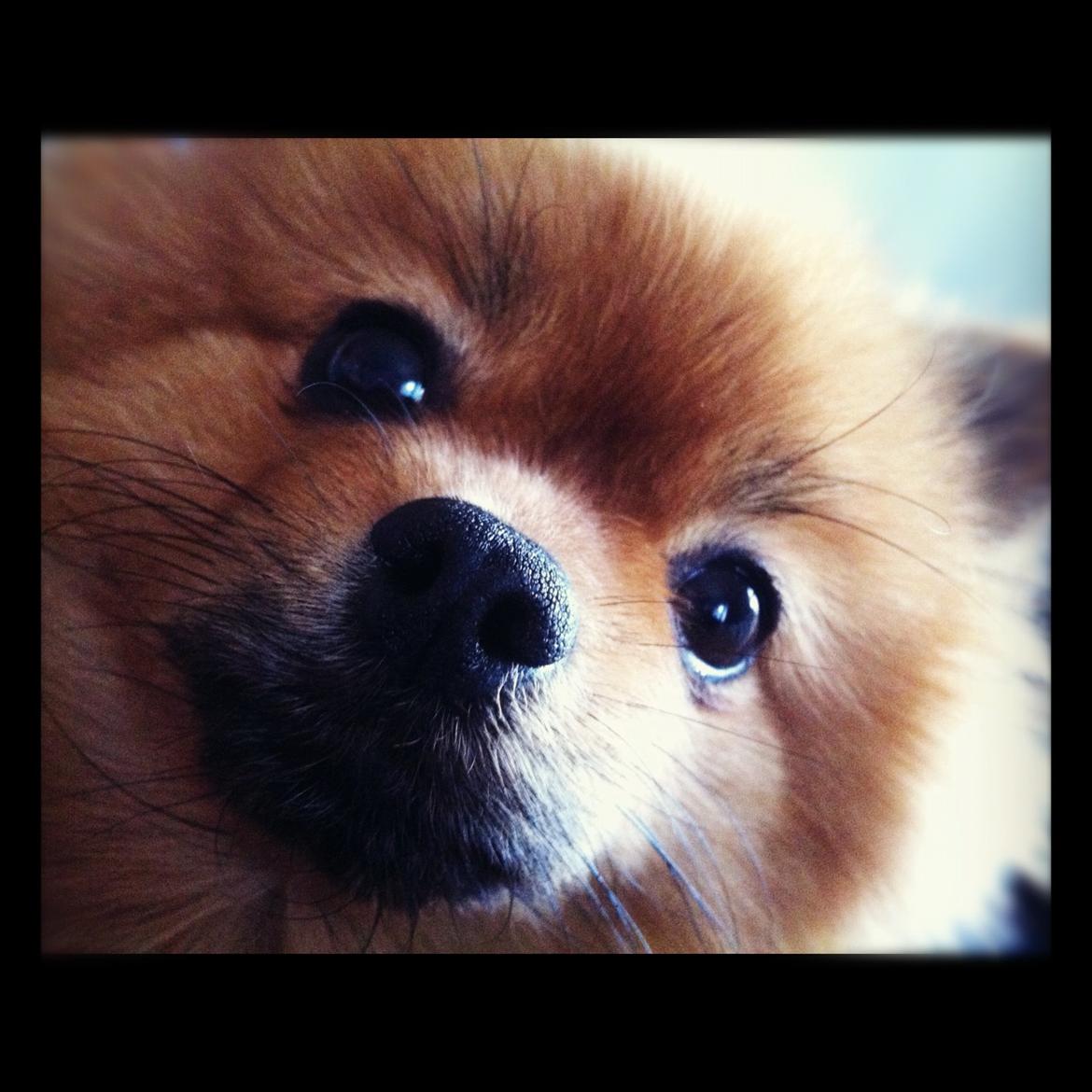 Pomeranian Topsy's Addie R.i.p billede 23