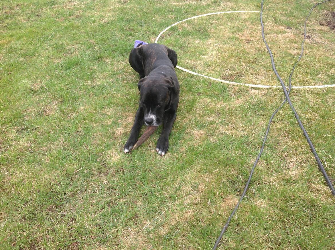 Blanding af racer Bumle billede 1