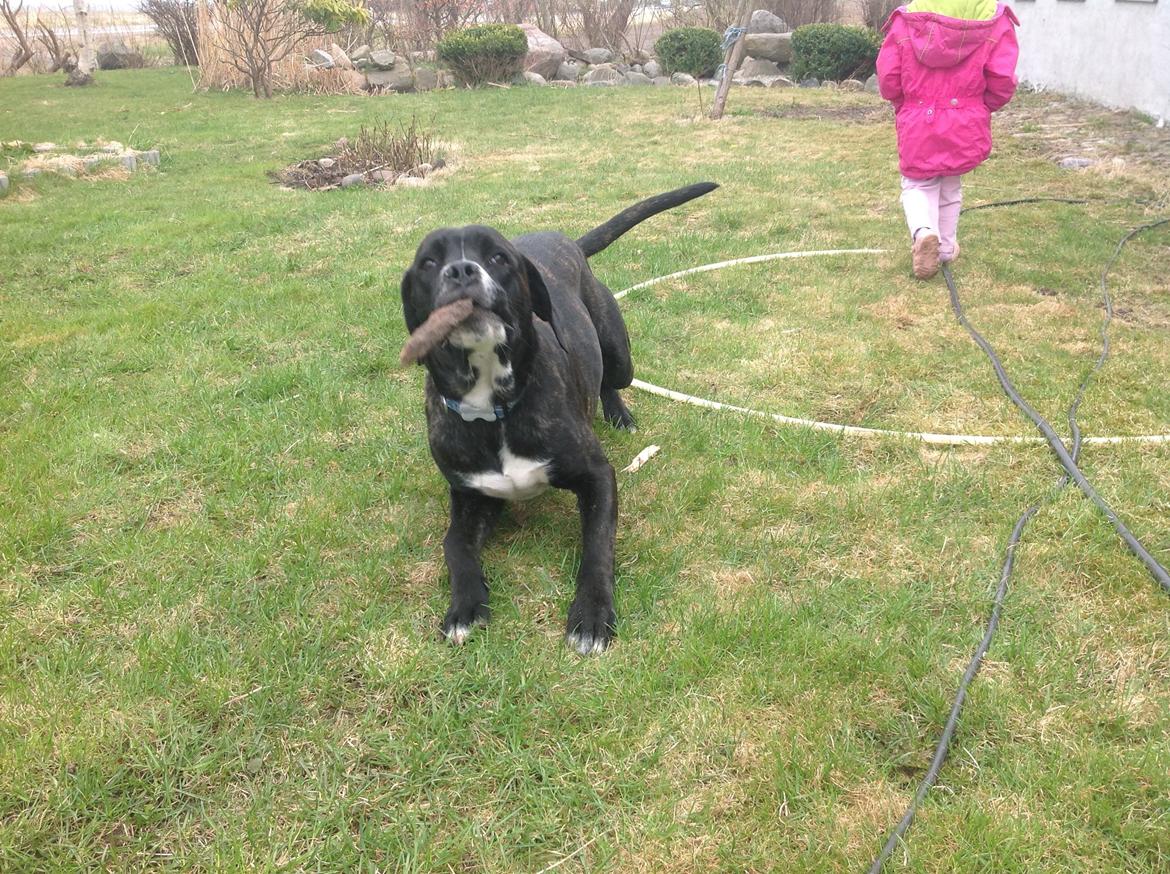 Blanding af racer Bumle billede 2