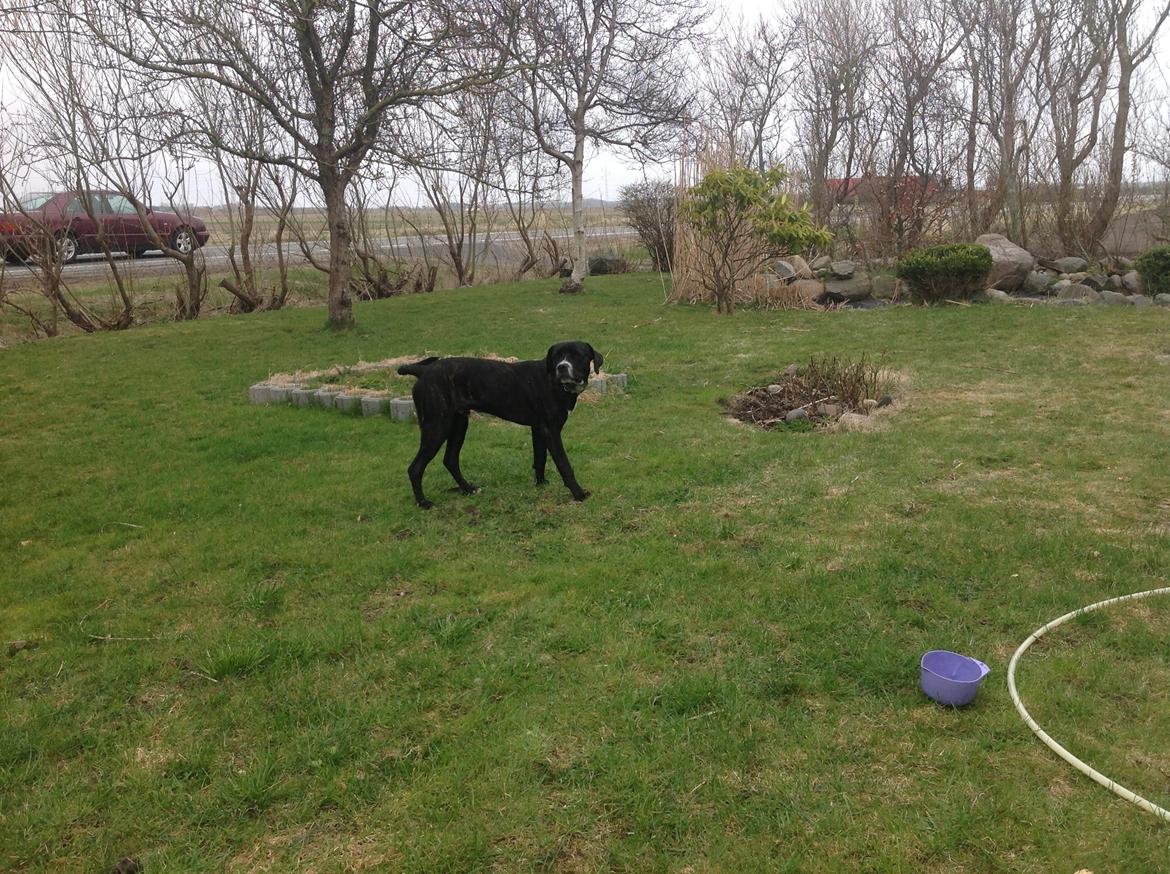 Blanding af racer Bumle billede 3