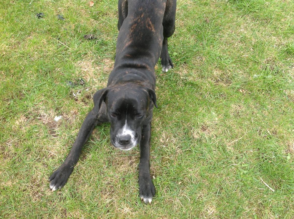 Blanding af racer Bumle billede 4