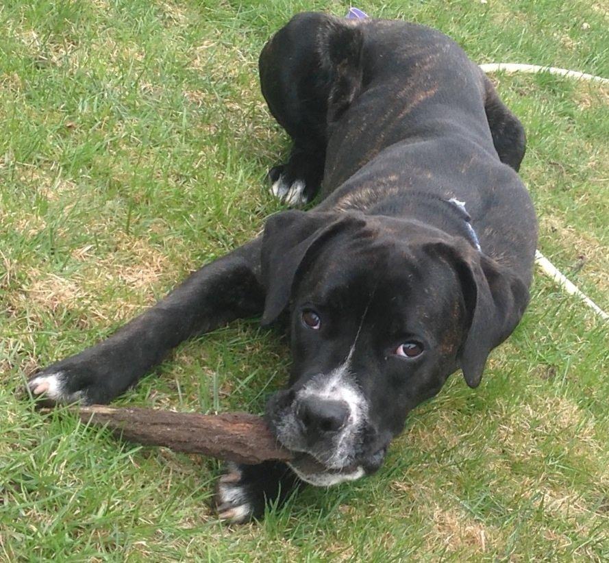 Blanding af racer Bumle billede 5