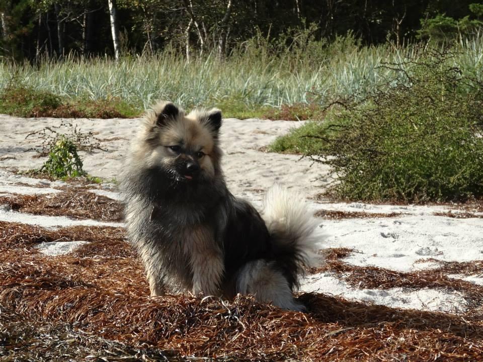 Mittelspitz Mira . DKCH billede 6