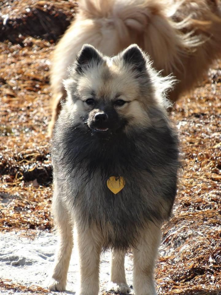 Mittelspitz Mira . DKCH billede 7