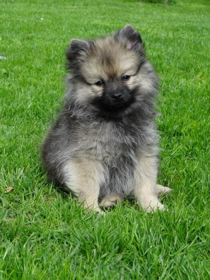 Mittelspitz Mira . DKCH billede 8