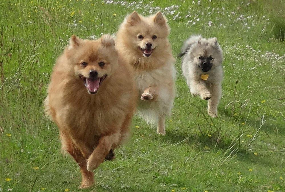 Mittelspitz Mira . DKCH billede 10