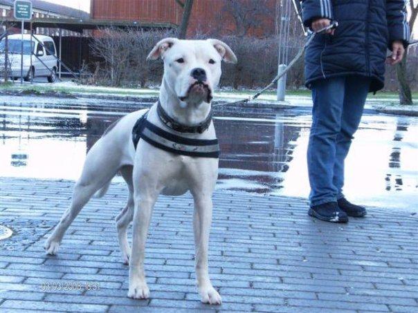 Amerikansk bulldog Kettners Esmeralda"Gaia" 11.03.2007-23.07.2019 billede 3
