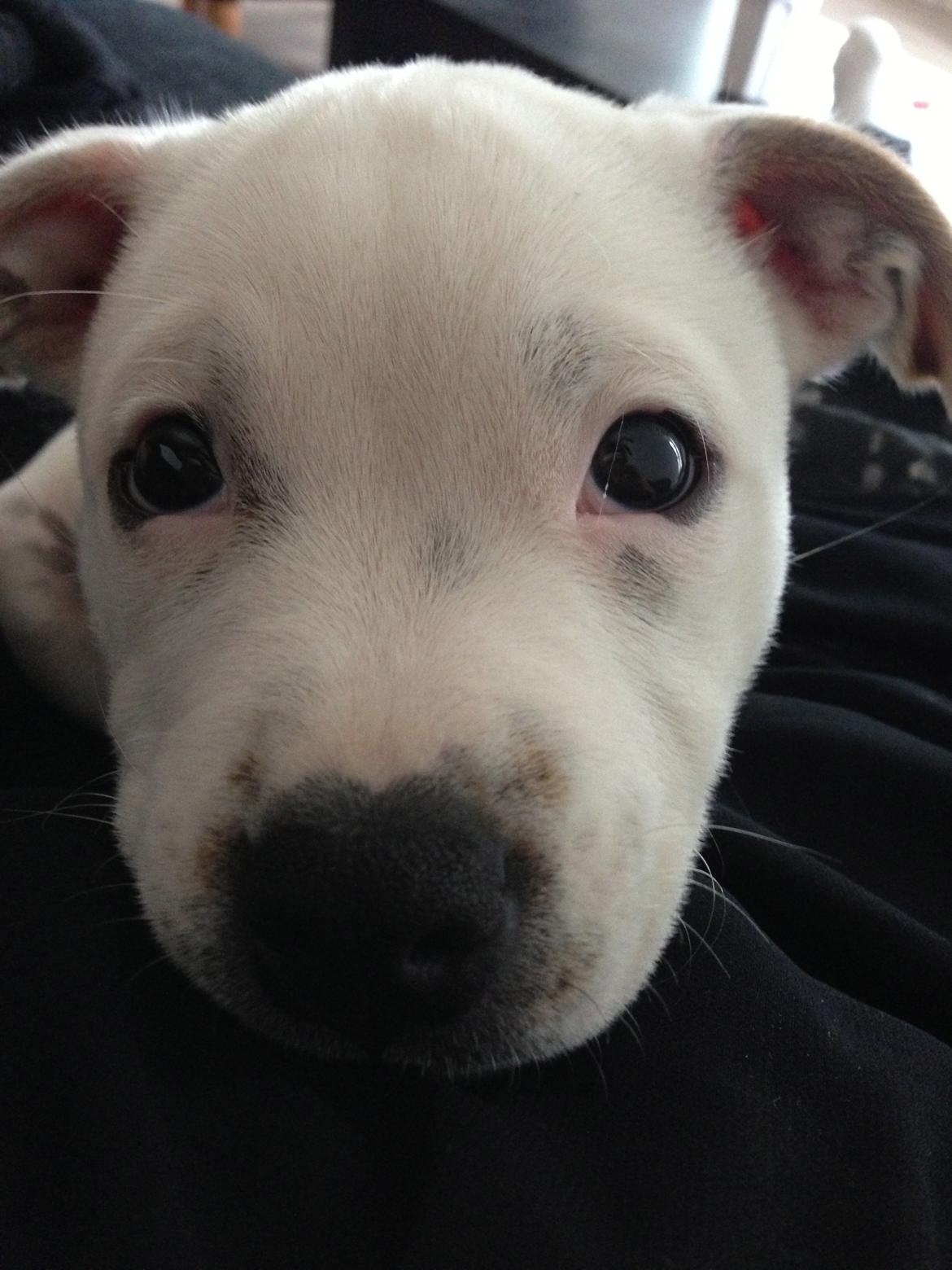 Staffordshire bull terrier Lucca billede 7