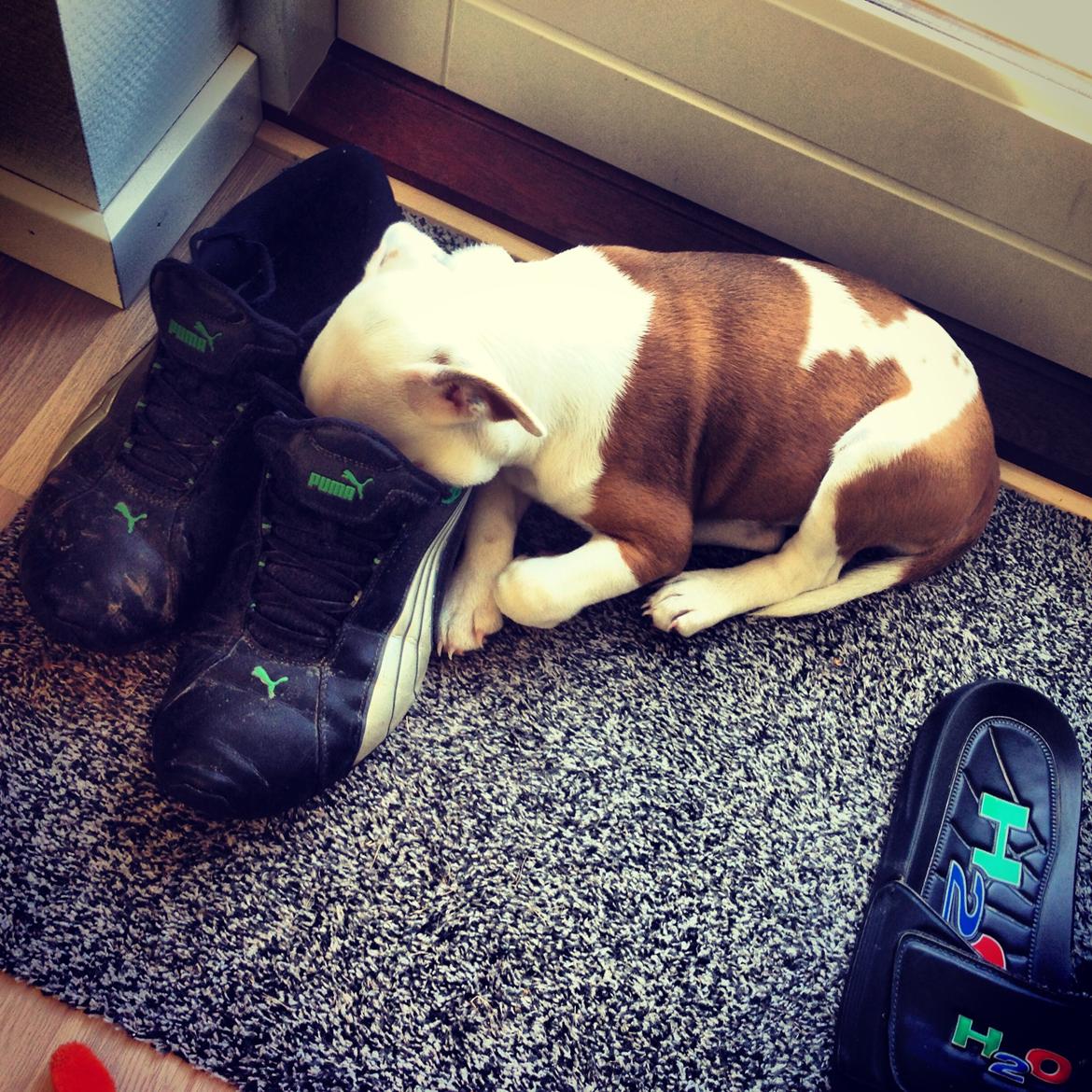 Staffordshire bull terrier Lucca - Hun elsker at sove med hovedet nede i skoene :-D billede 8