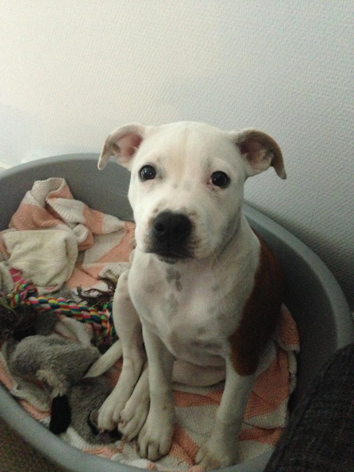 Staffordshire bull terrier Lucca - 17 uger gammel :-) billede 9