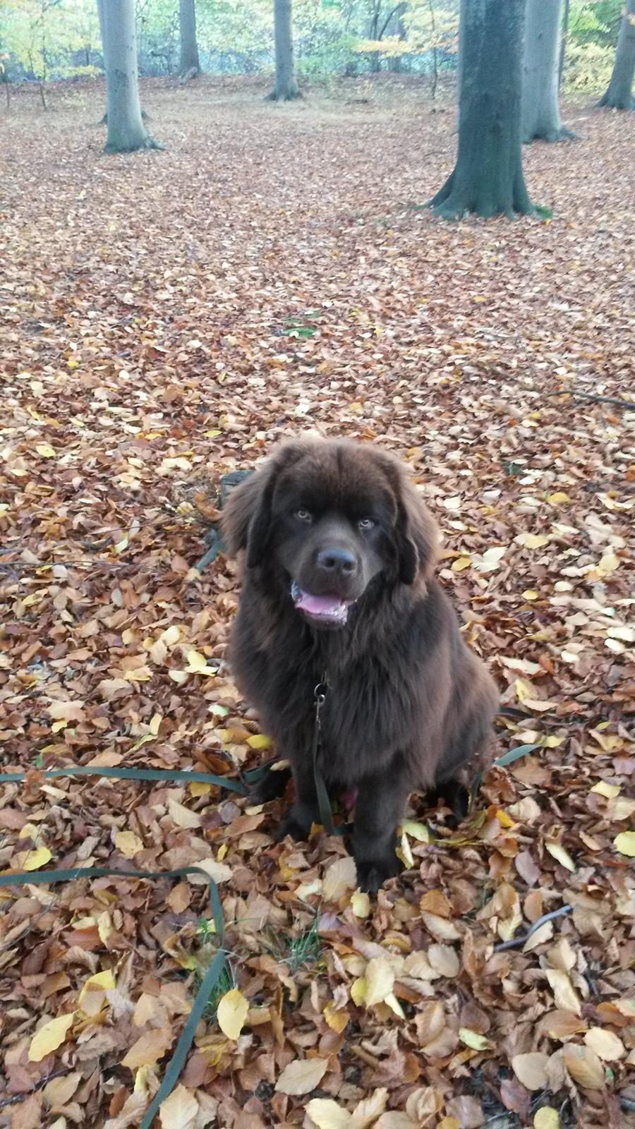 Newfoundlænder Baune, Newetta's Knockout in Brown billede 12