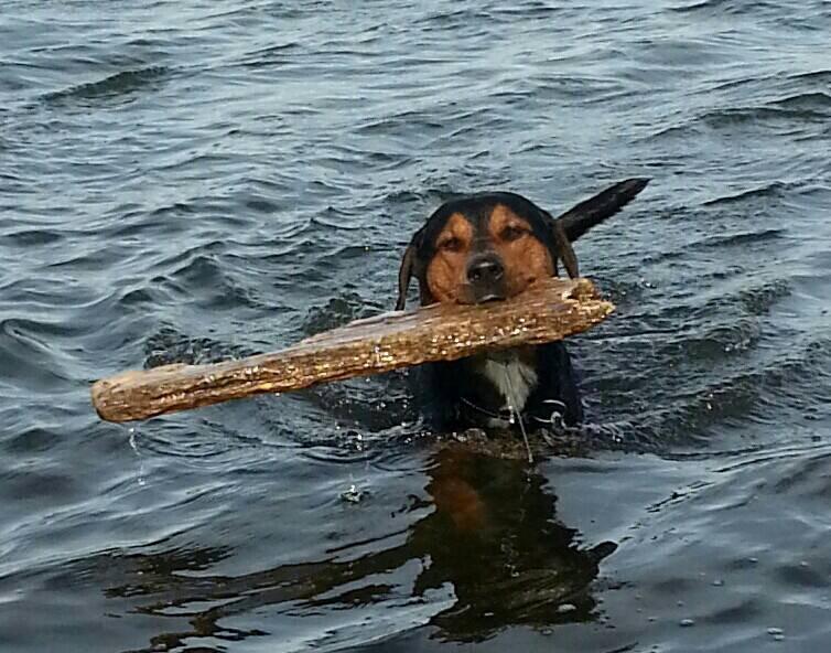 Blanding af racer Bonzo billede 1