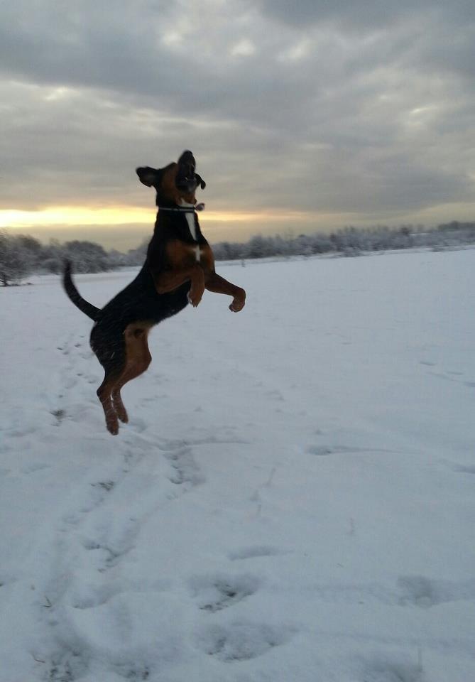 Blanding af racer Bonzo billede 2