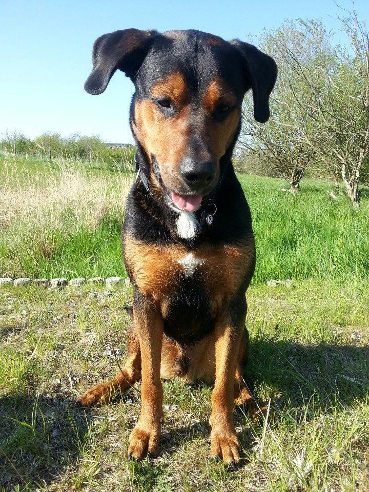 Blanding af racer Bonzo billede 4