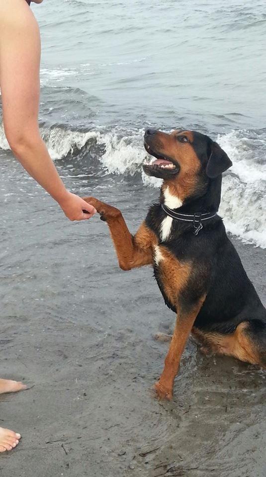 Blanding af racer Bonzo billede 5