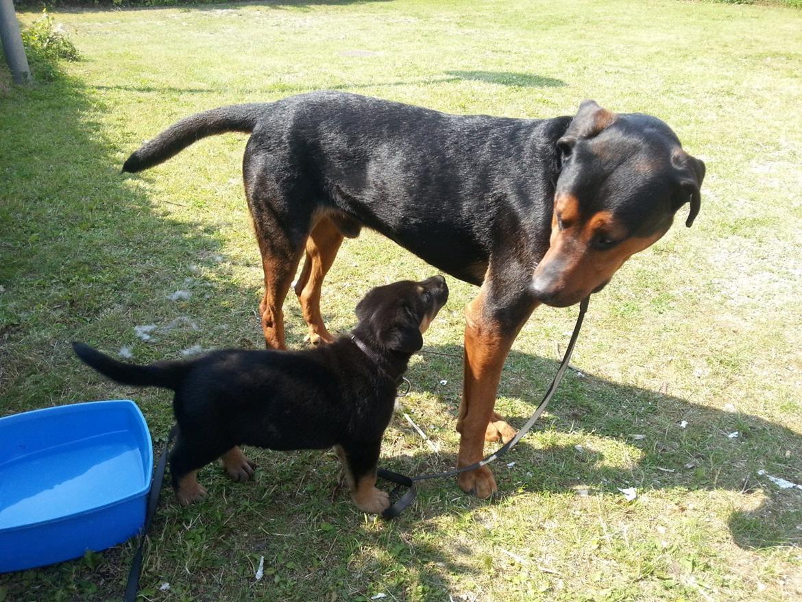 Blanding af racer Bonzo billede 6