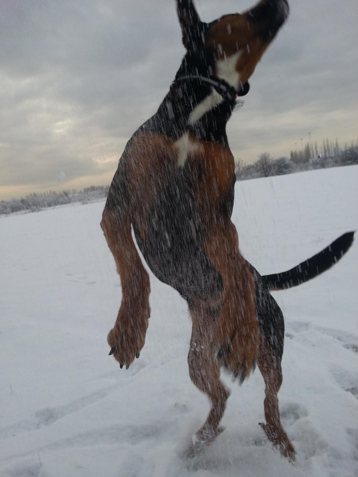 Blanding af racer Bonzo billede 7