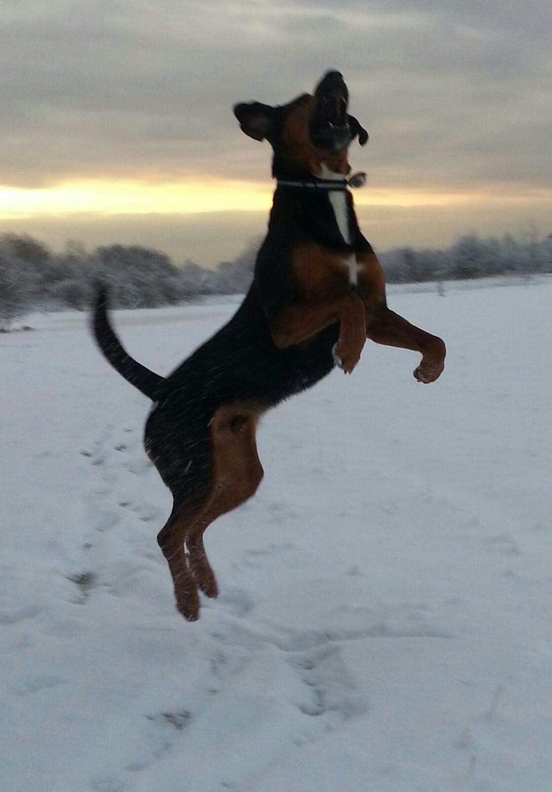 Blanding af racer Bonzo billede 8