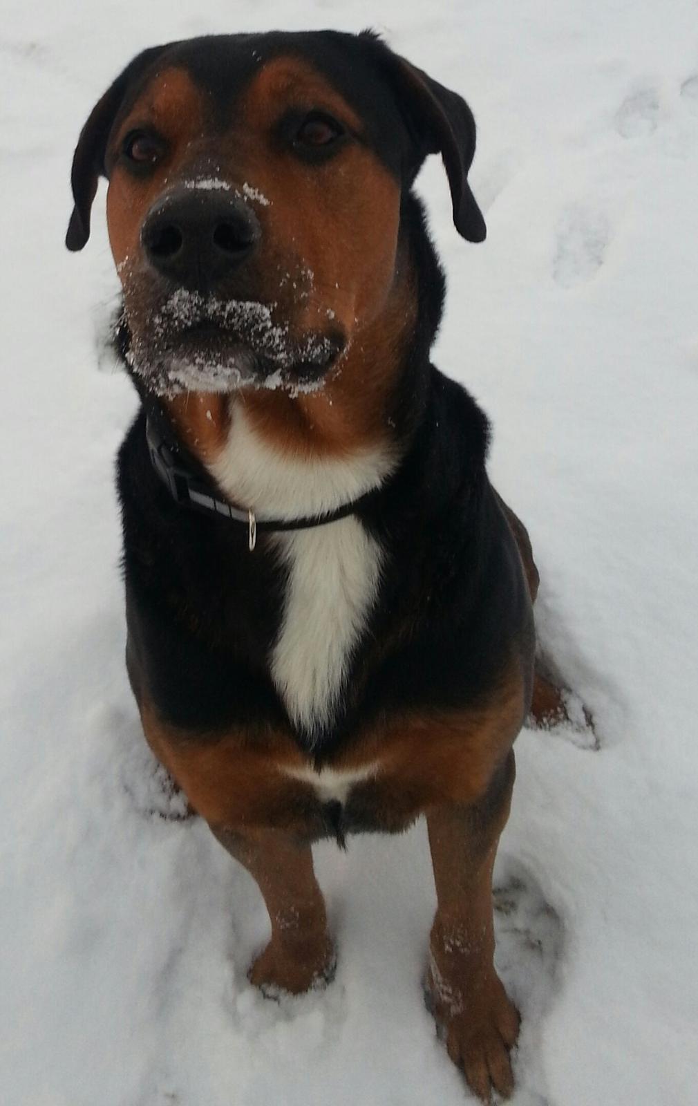 Blanding af racer Bonzo billede 9