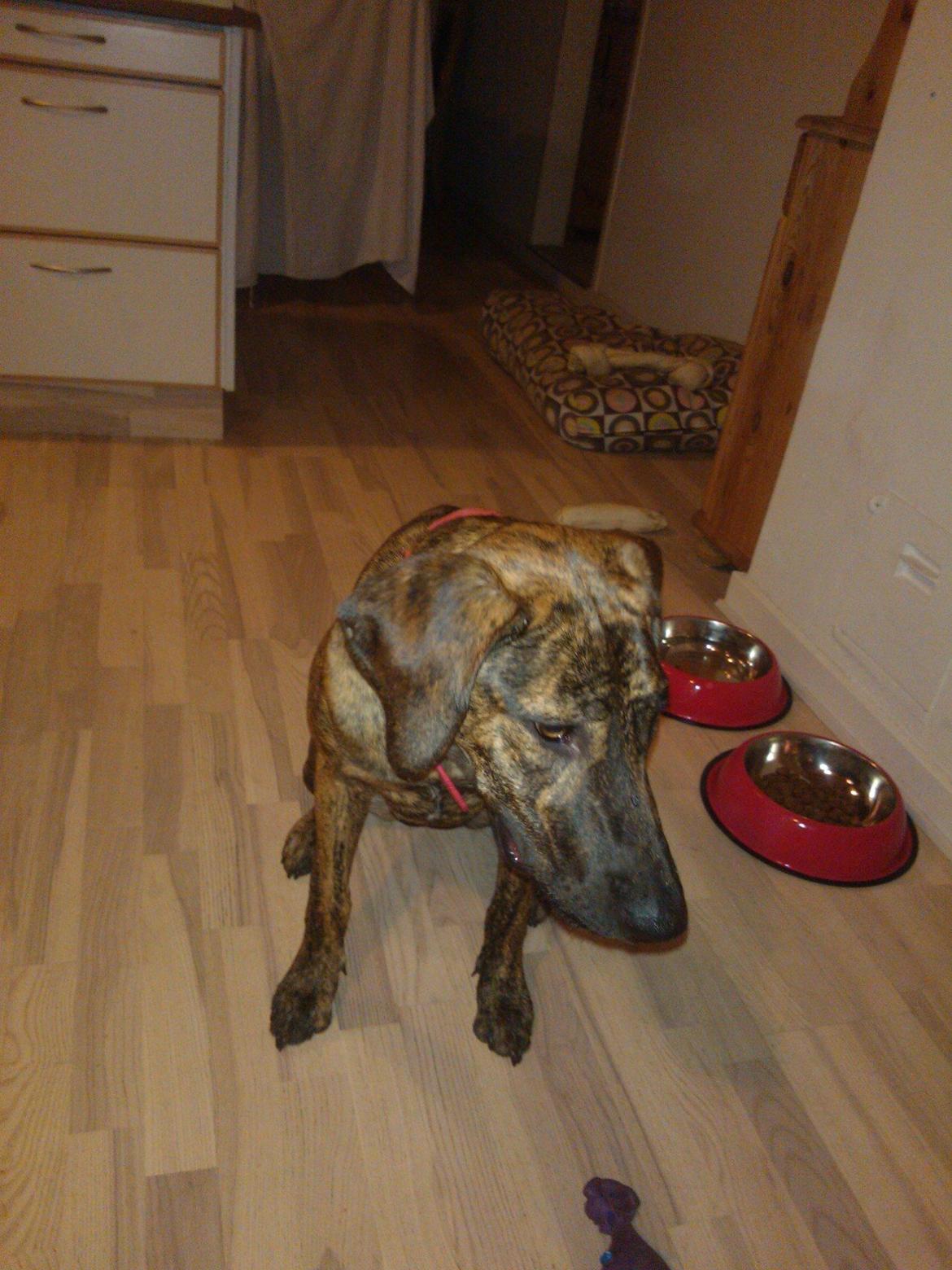 Blanding af racer Zoé billede 1