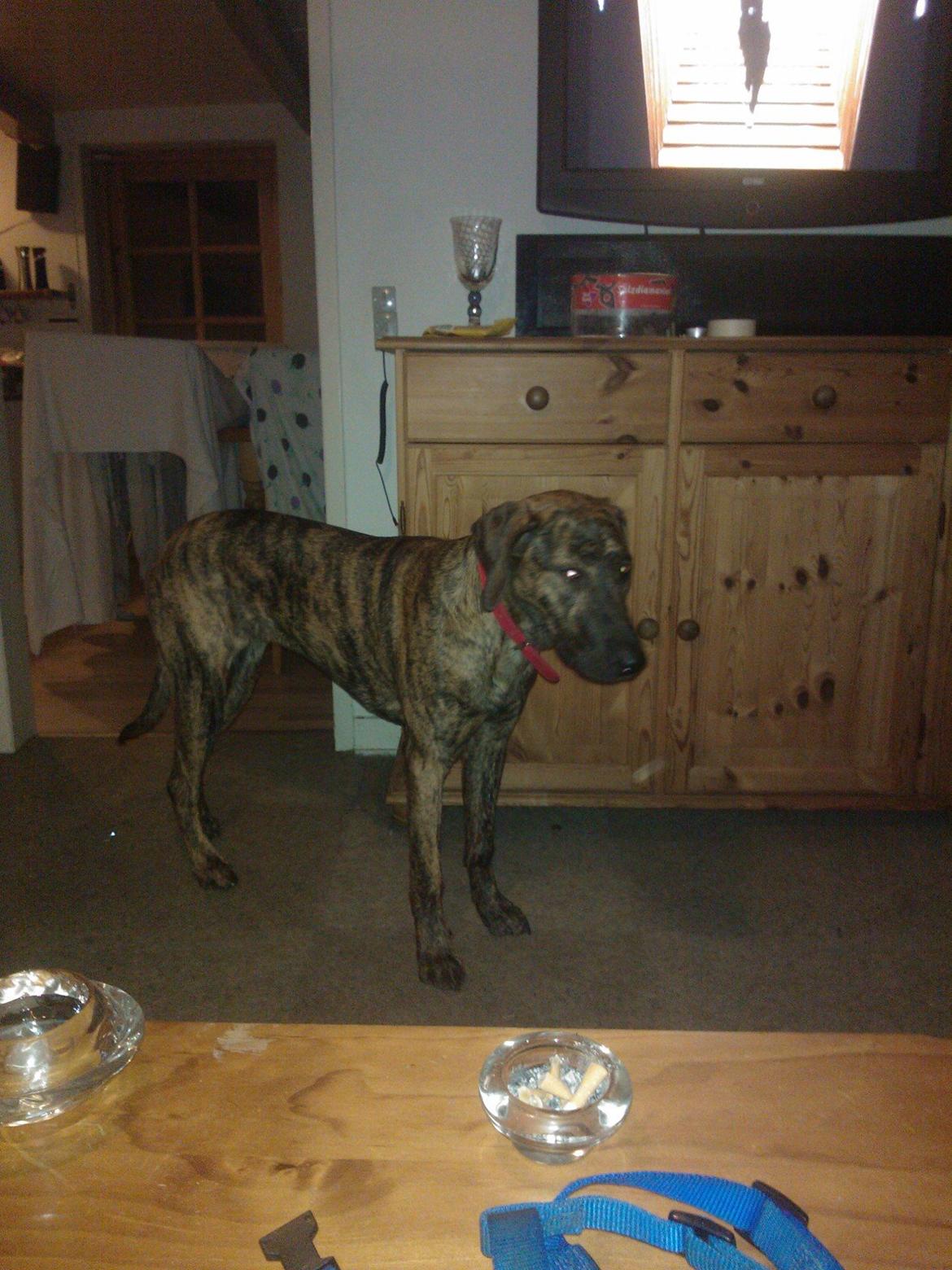 Blanding af racer Zoé billede 2