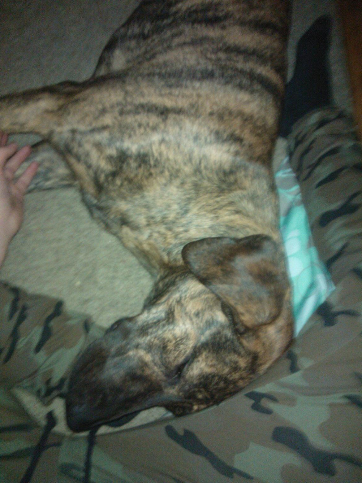 Blanding af racer Zoé billede 3