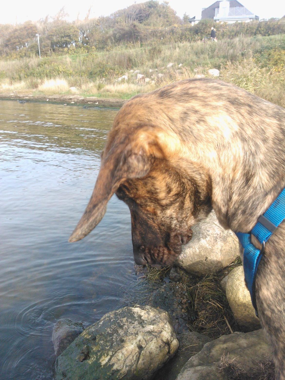 Blanding af racer Zoé billede 4