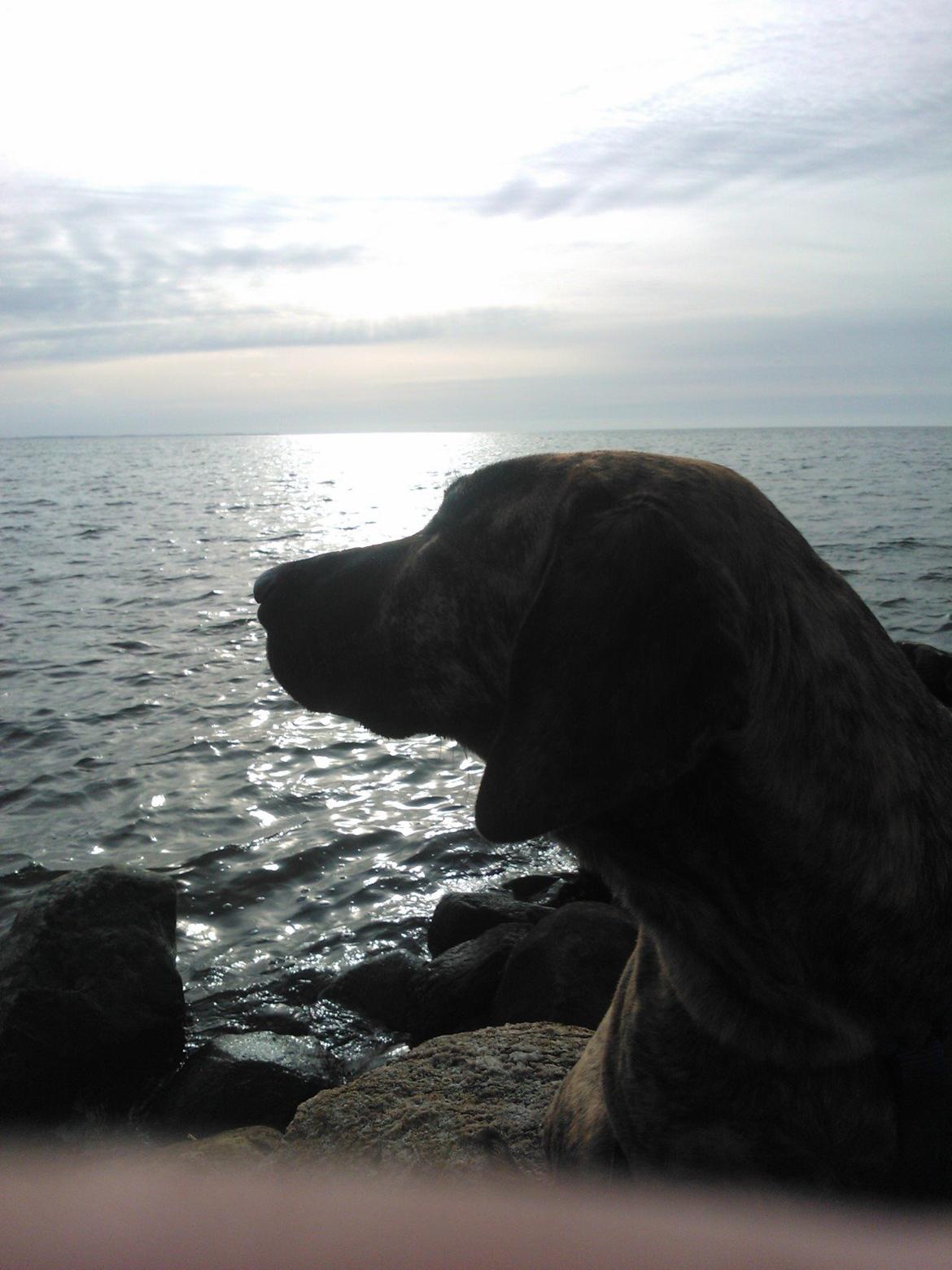 Blanding af racer Zoé billede 5