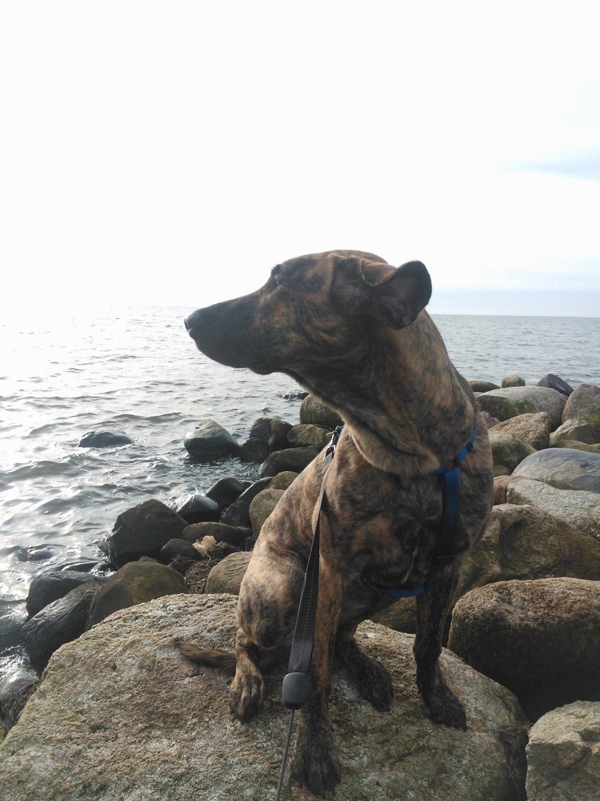 Blanding af racer Zoé billede 6