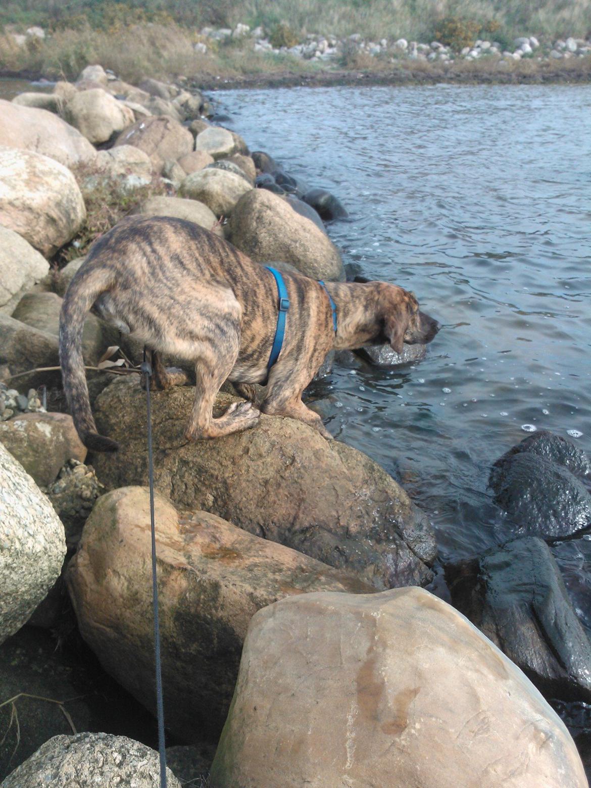 Blanding af racer Zoé billede 7