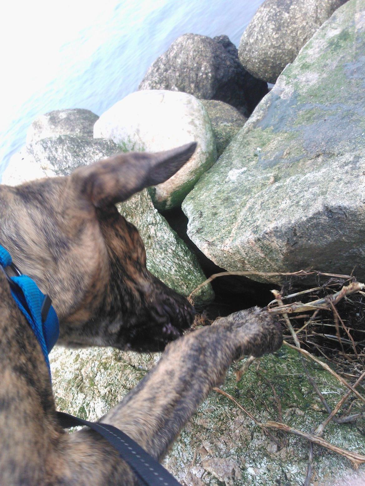 Blanding af racer Zoé billede 8