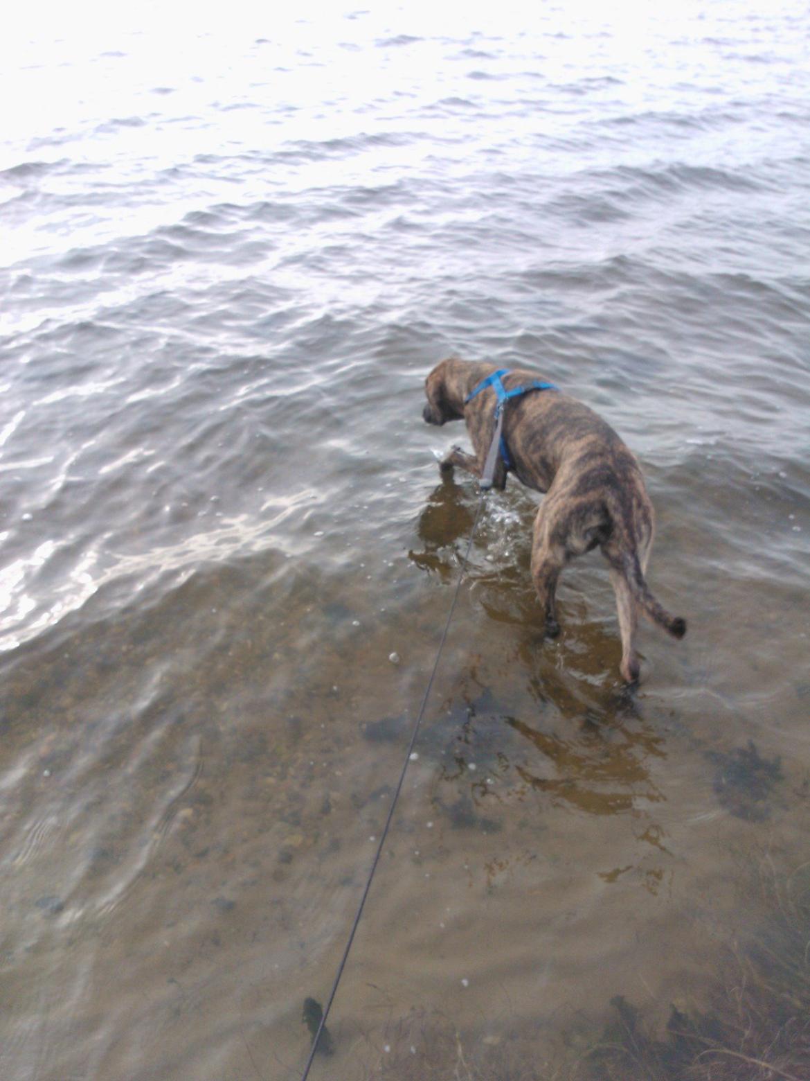 Blanding af racer Zoé billede 9