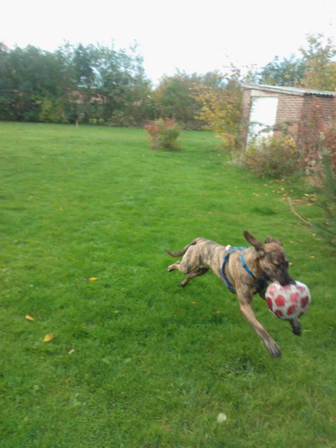 Blanding af racer Zoé billede 10