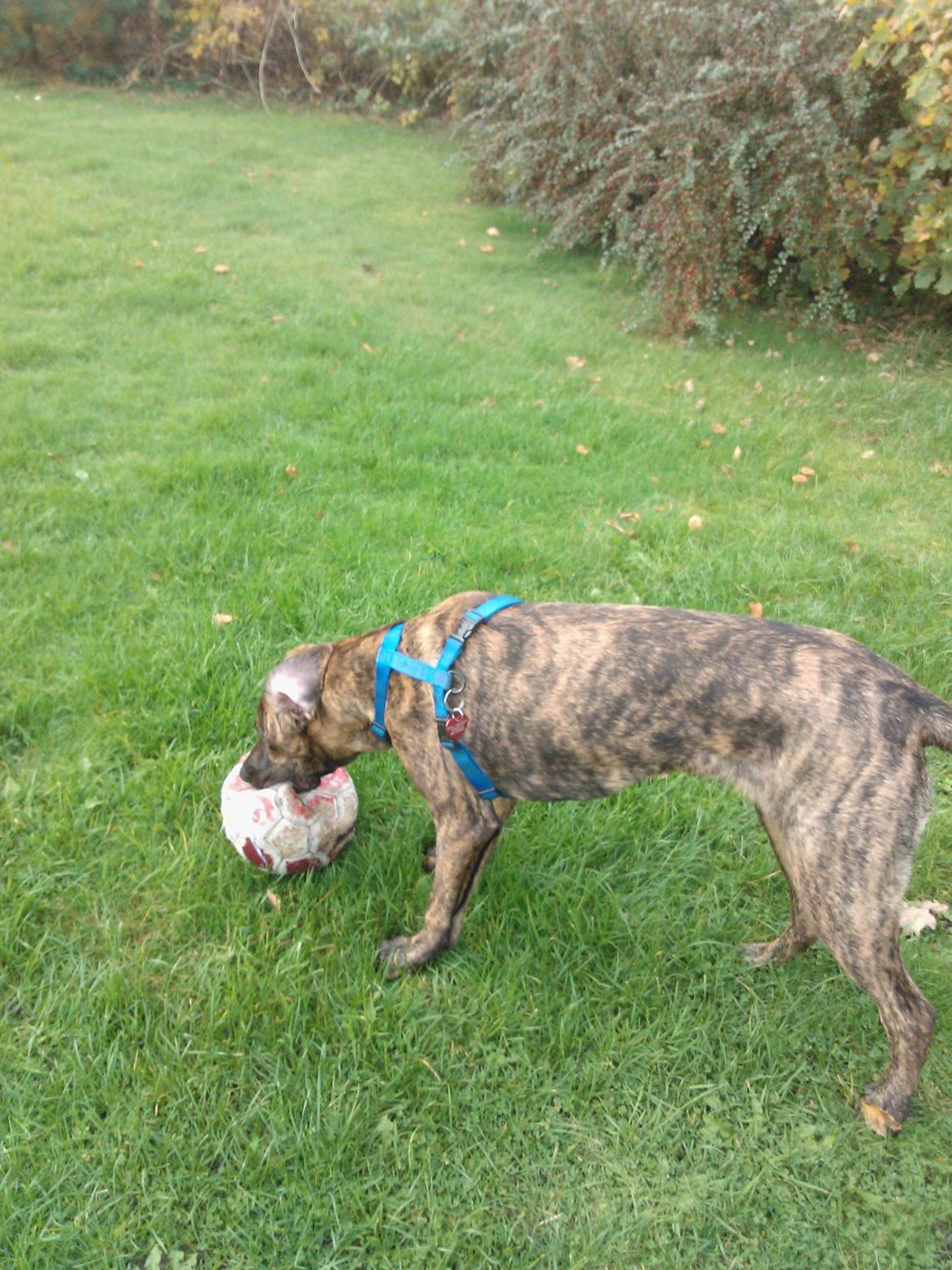 Blanding af racer Zoé billede 11