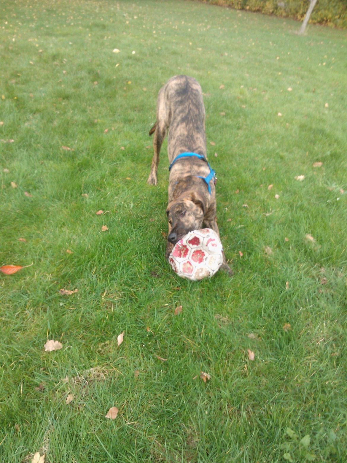 Blanding af racer Zoé billede 12