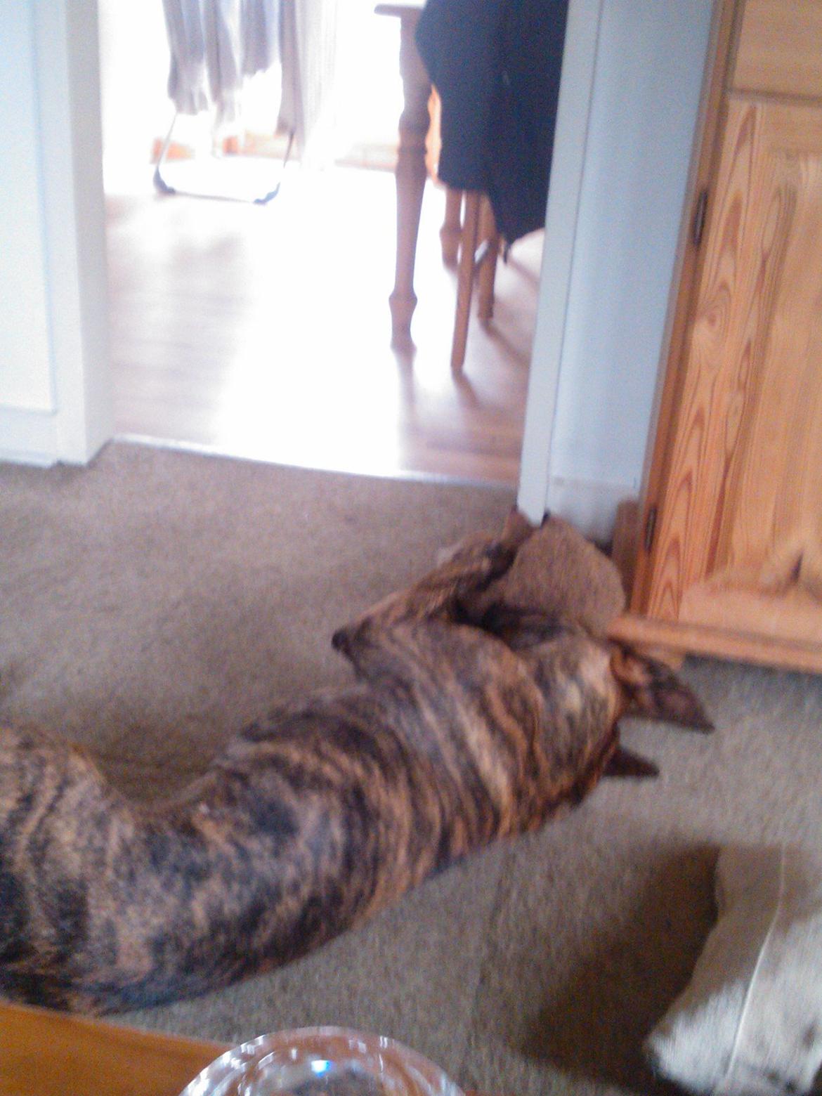 Blanding af racer Zoé billede 13