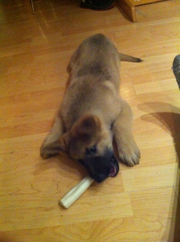 Schæferhund Charlie billede 1