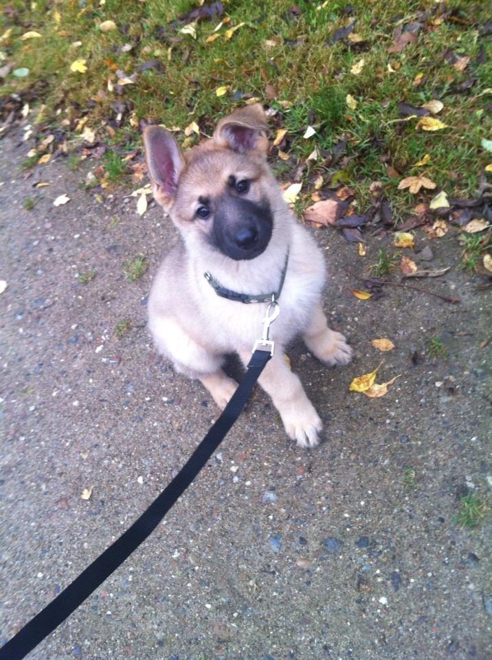 Schæferhund Charlie billede 3