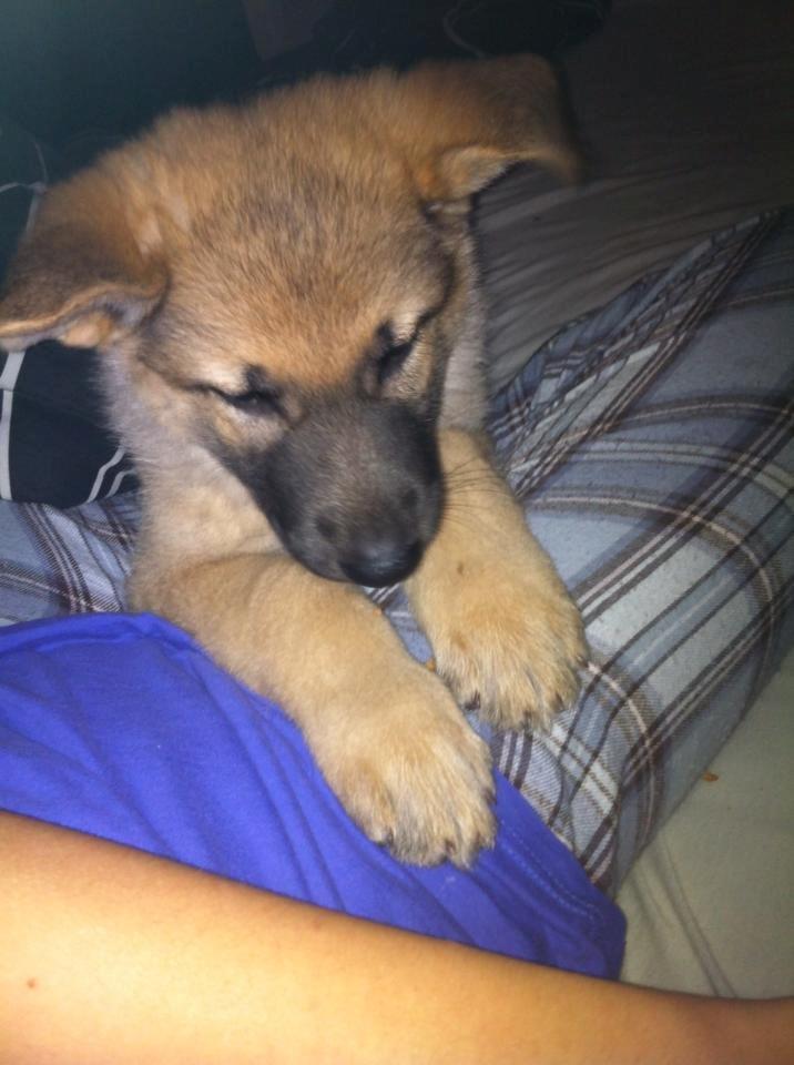 Schæferhund Charlie billede 4