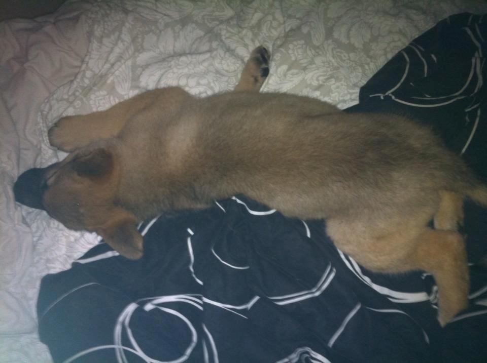 Schæferhund Charlie billede 5