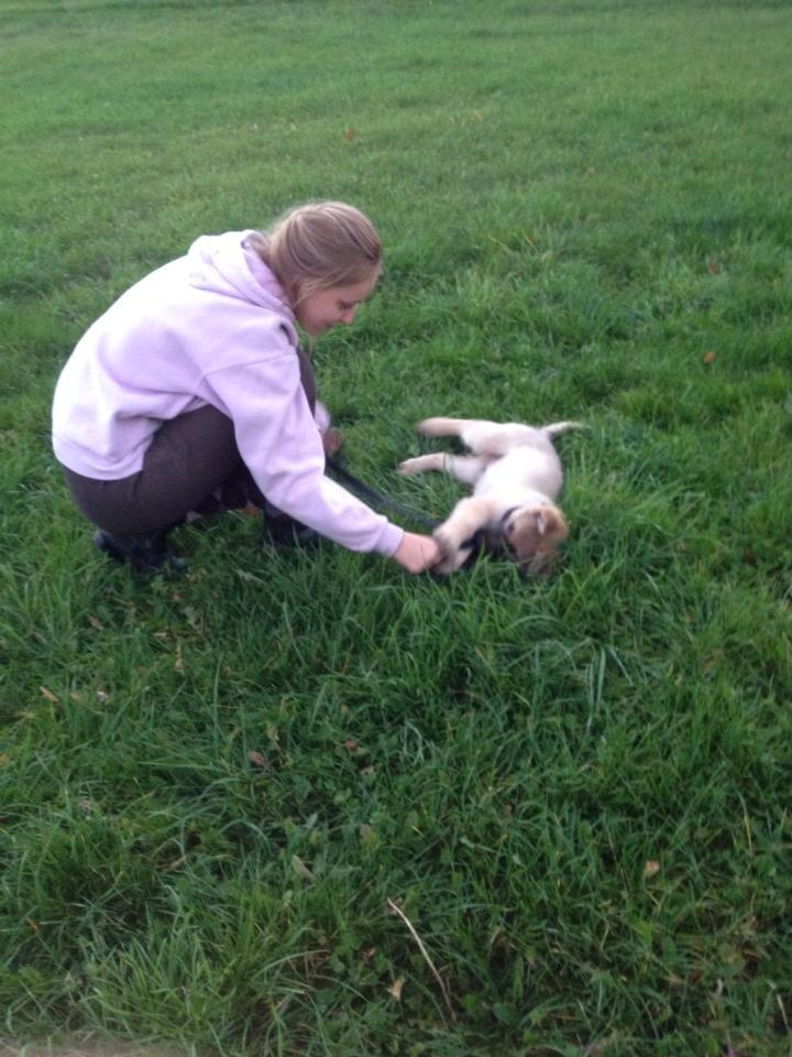 Schæferhund Charlie billede 6