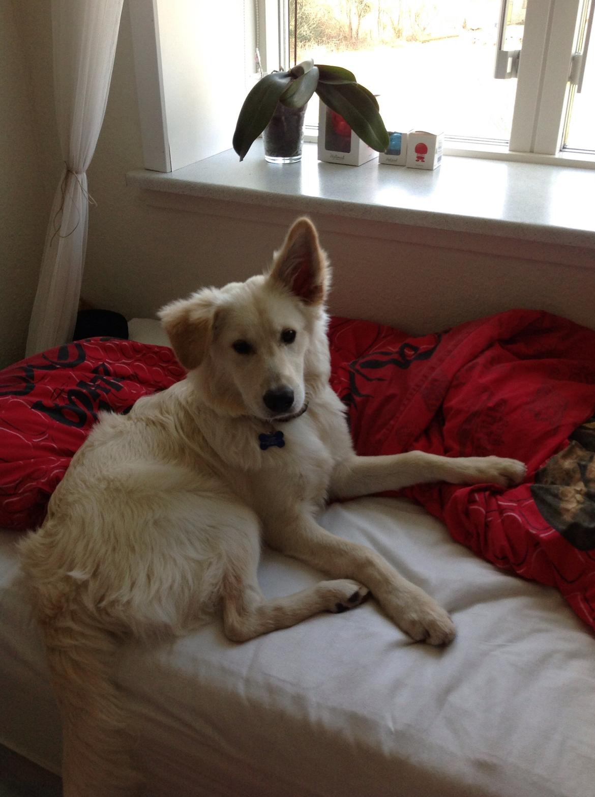 Blanding af racer Charlie billede 1