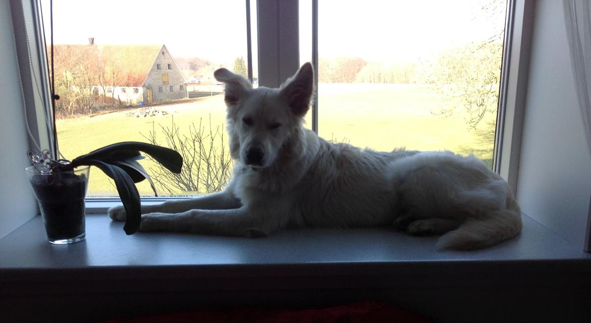 Blanding af racer Charlie billede 2