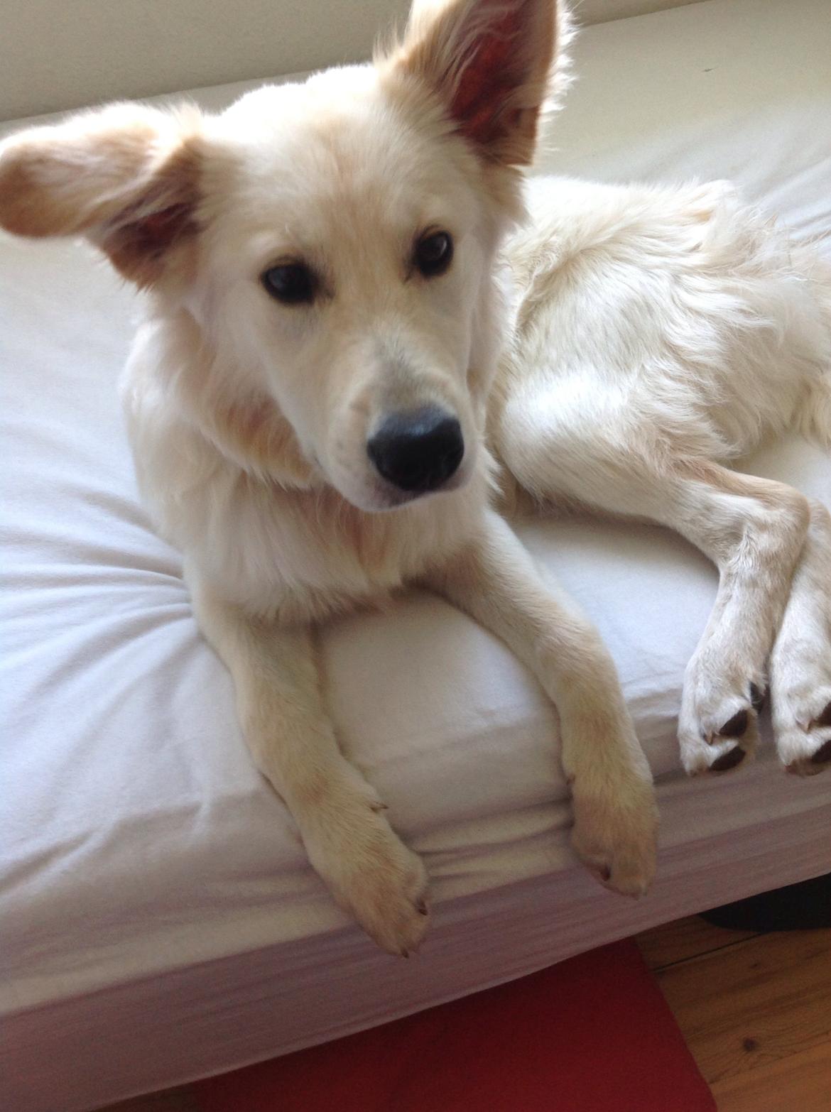 Blanding af racer Charlie billede 3