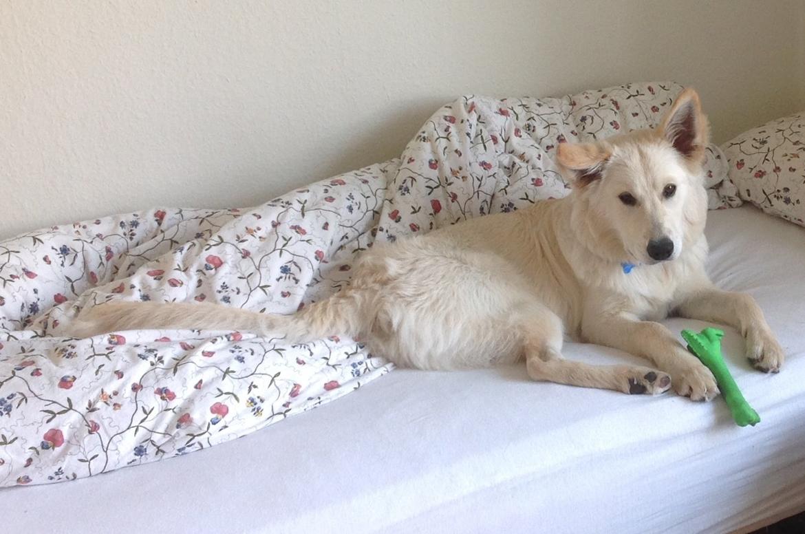 Blanding af racer Charlie billede 4